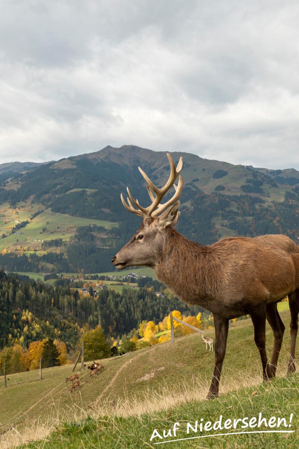 Ferienwohnung Auf Niedersehen - 8 Personen - Kitzbuehler Alpen - Hoehe Tauern Np Hollersbach im Pinzgau Exteriör bild